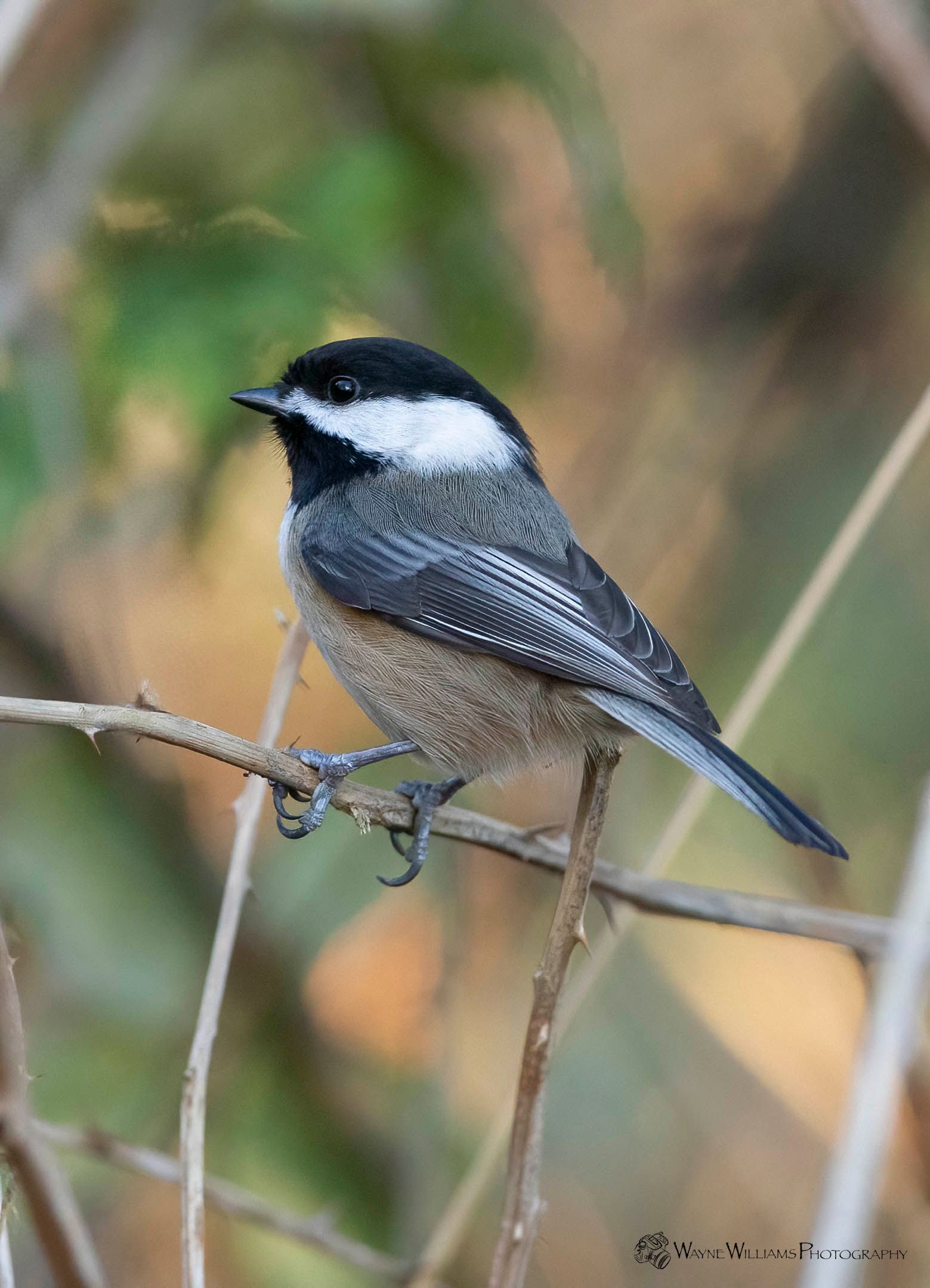 A small black and white bird perched on a tree branch.