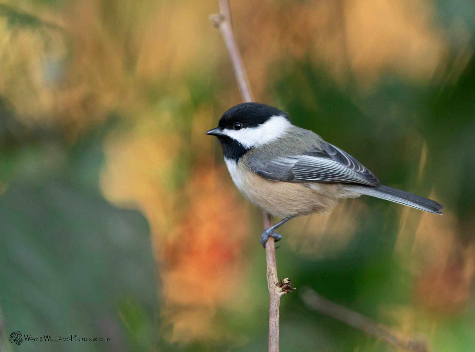 A small bird perched on a branch with a blurry background.