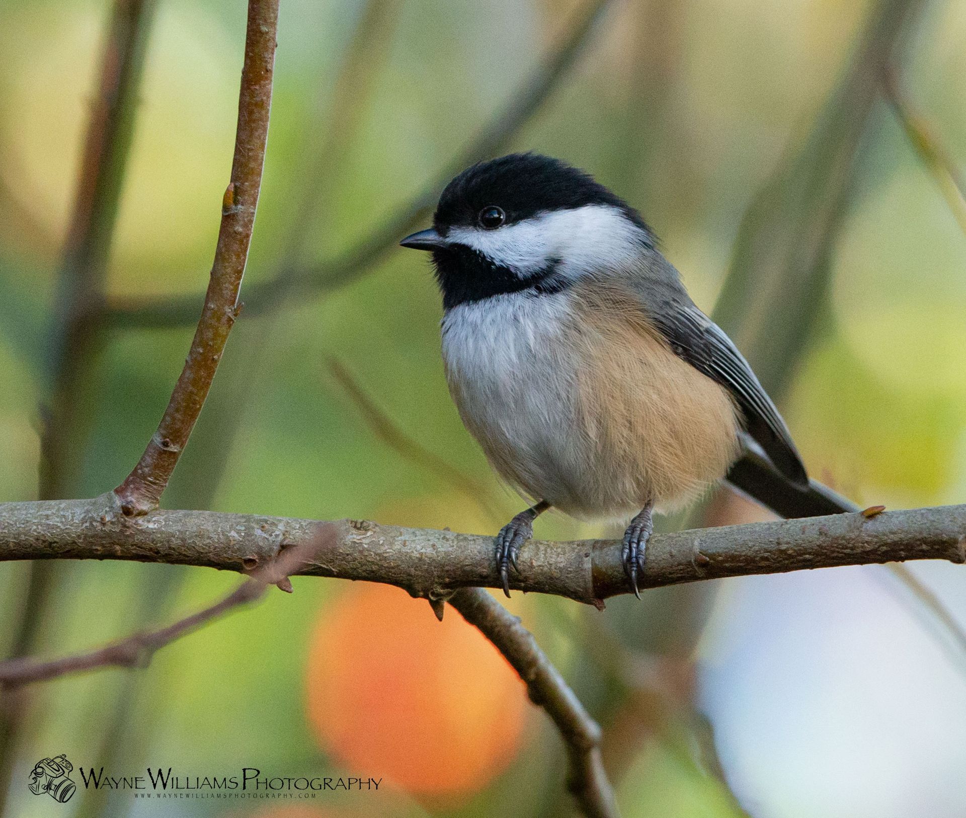 A couple of ducks are swimming in the water.
