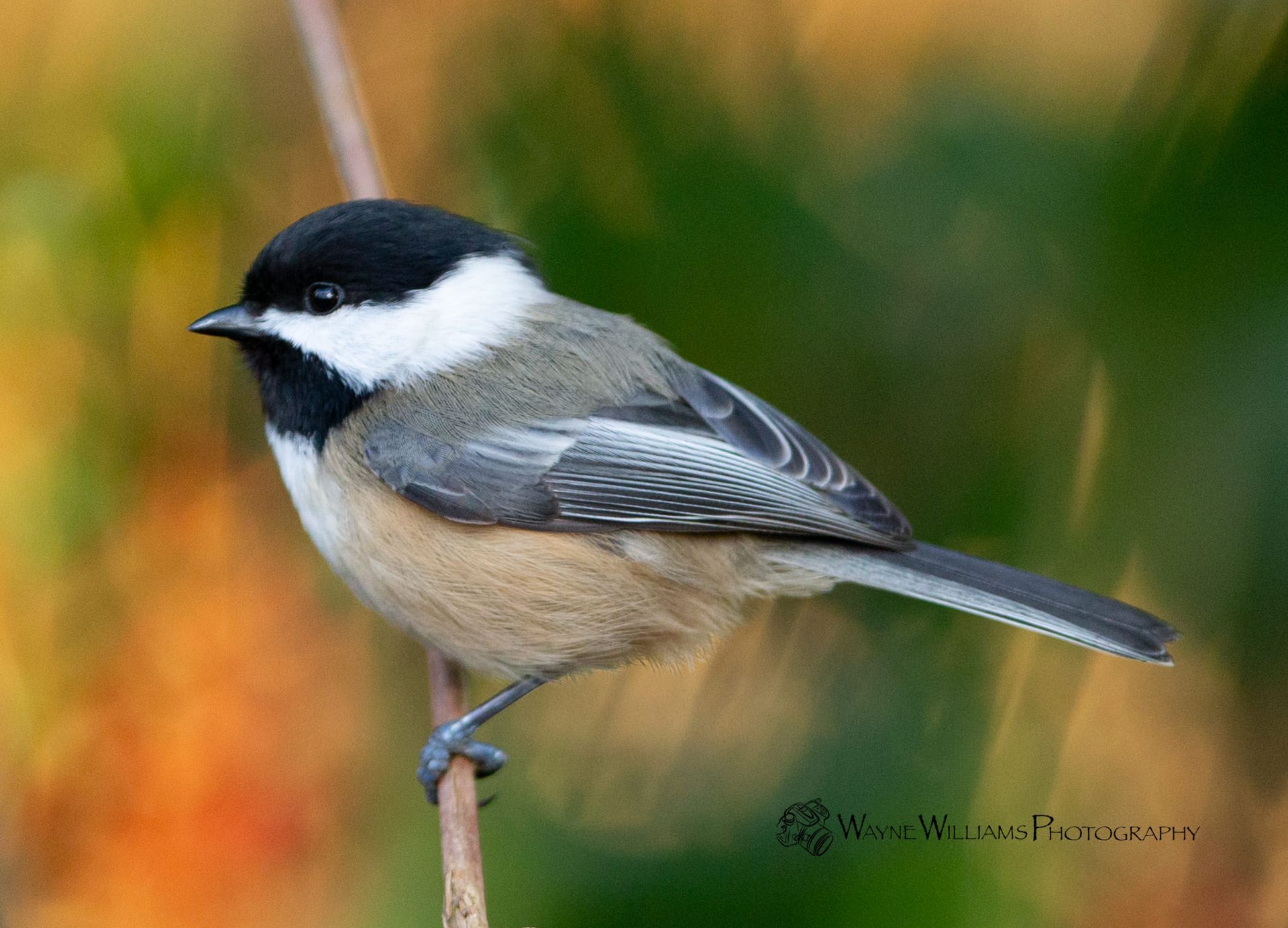 A small bird perched on a branch with a blurry background.