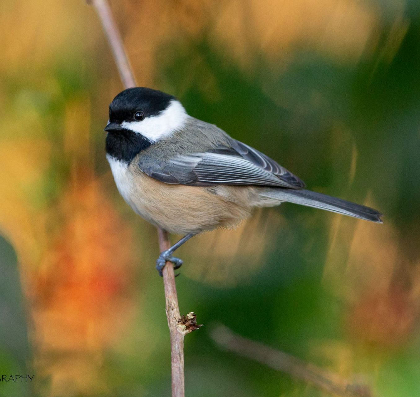 A small bird perched on a branch with a blurry background.