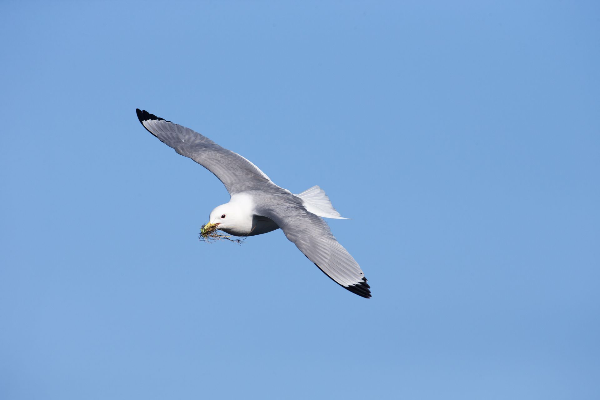 A seagull is flying through a blue sky with a piece of food in its beak.