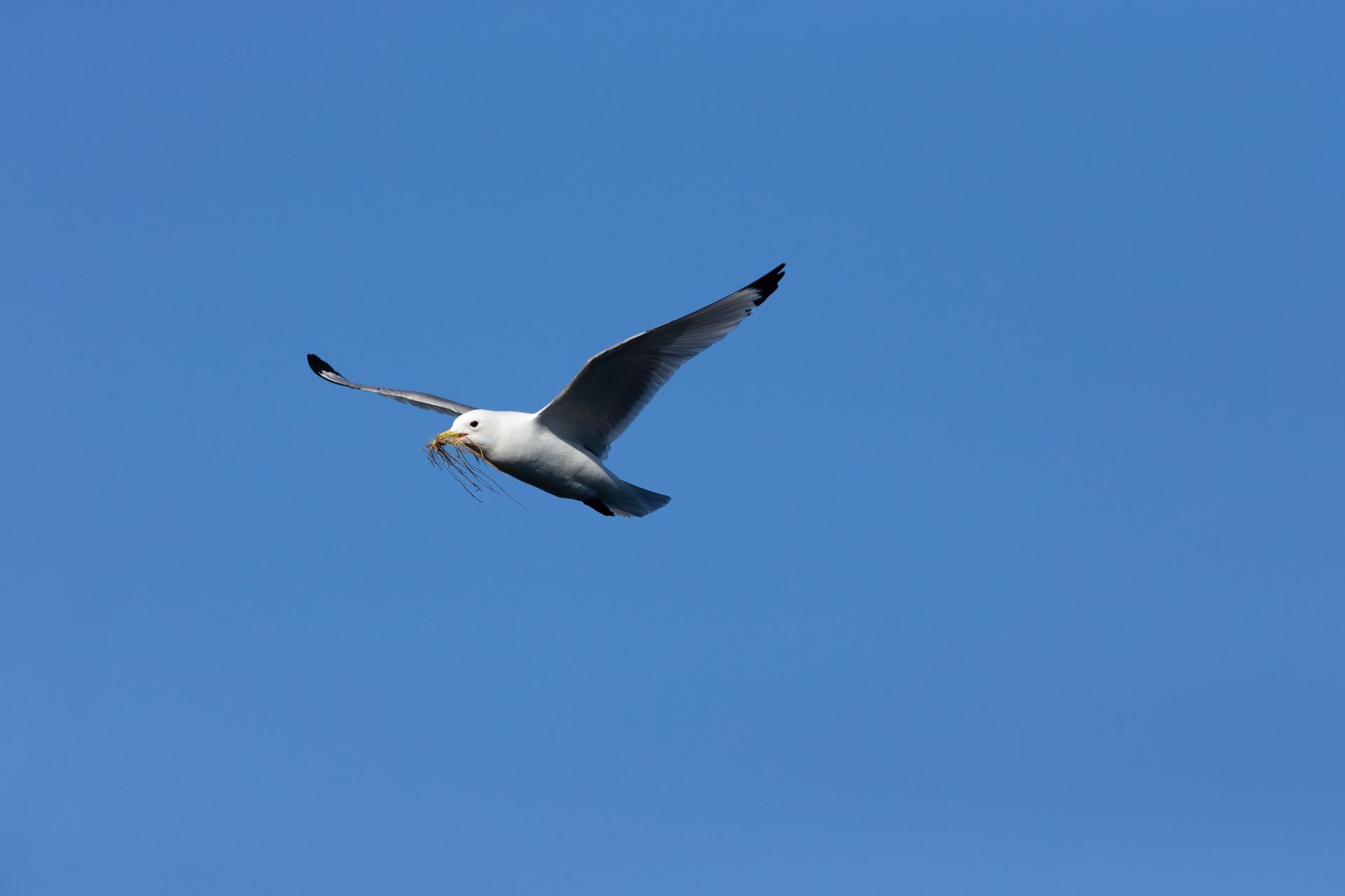 A seagull is flying through a blue sky with a fish in its beak.