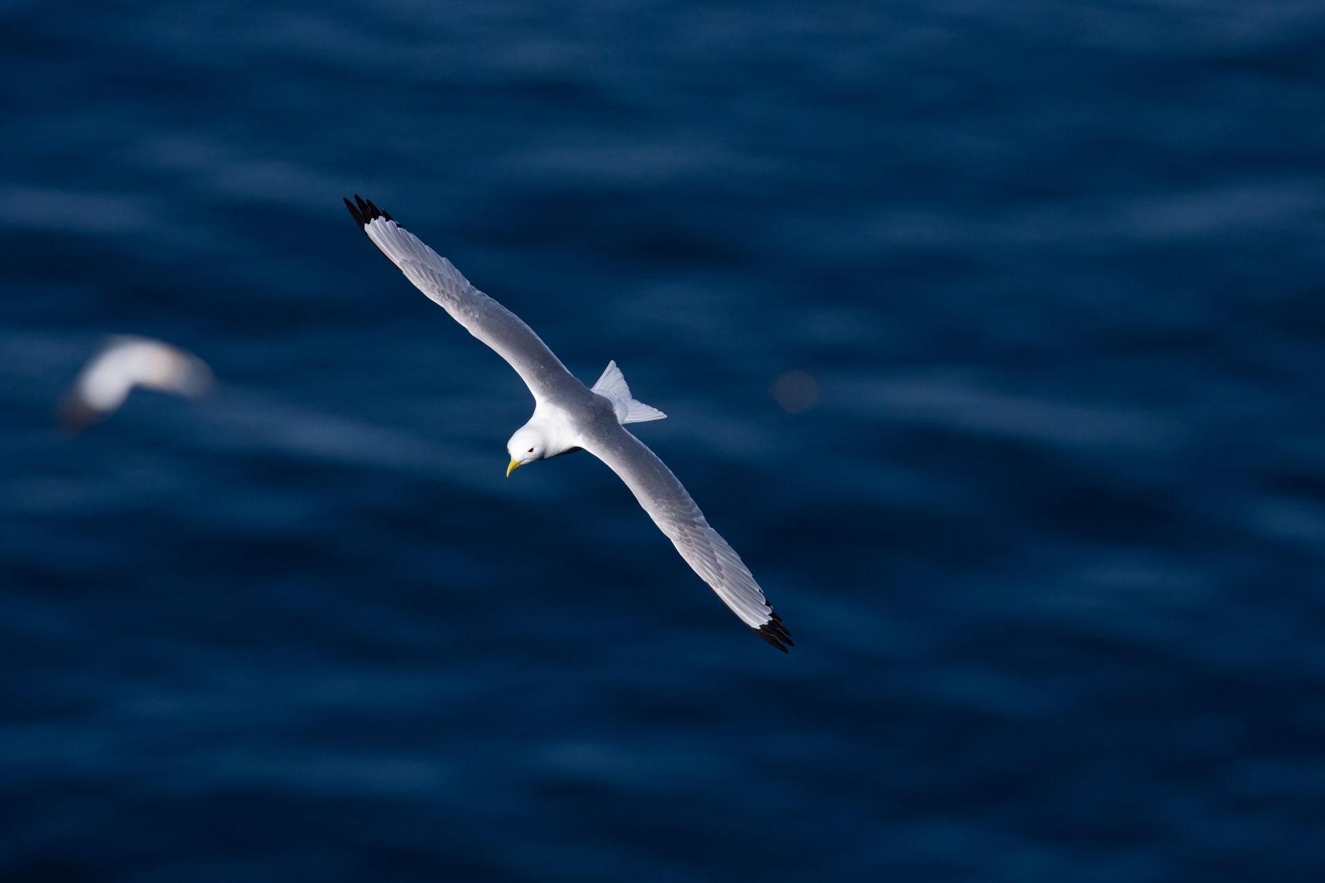 A seagull is flying over a body of water
