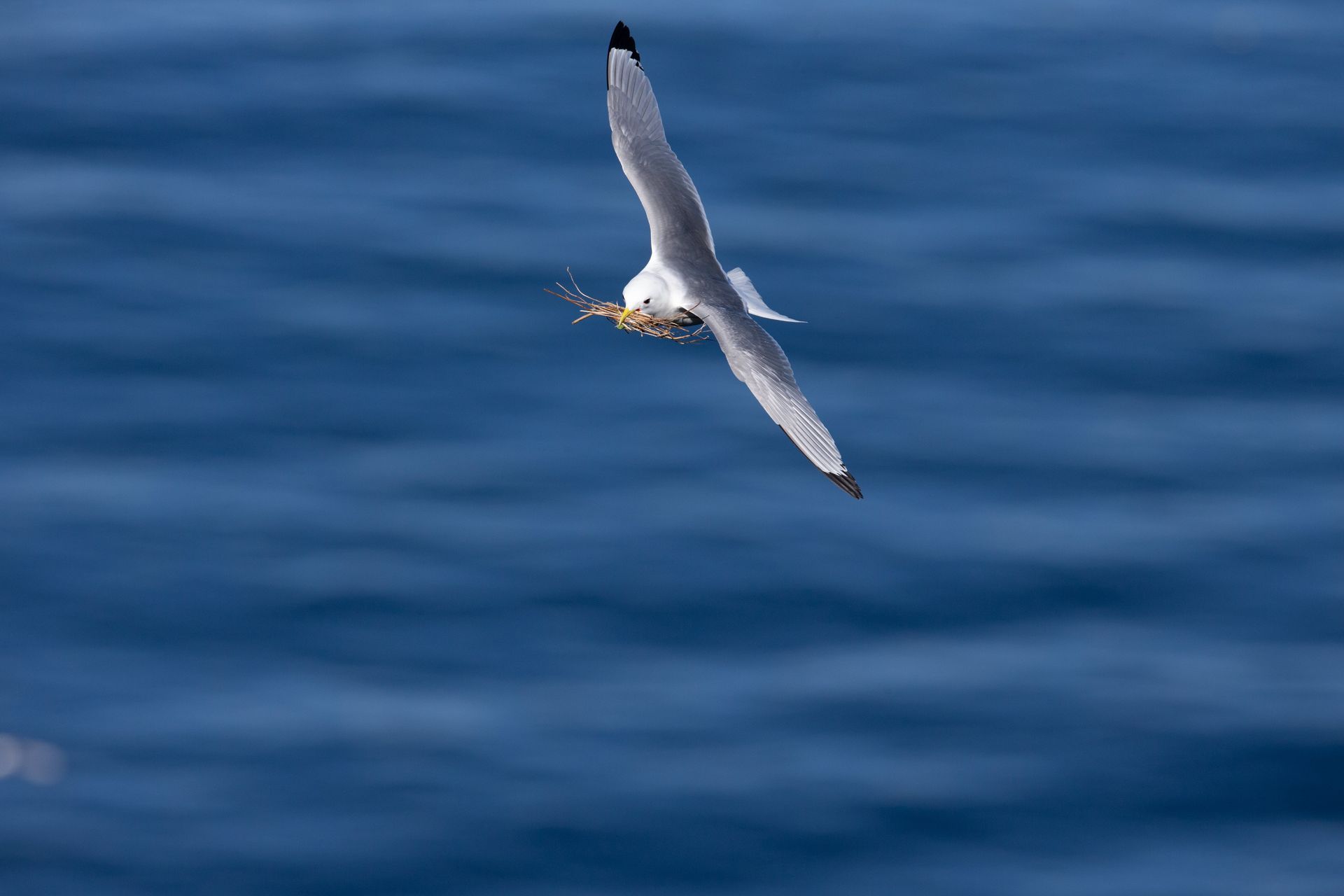 A seagull is flying over a body of water.