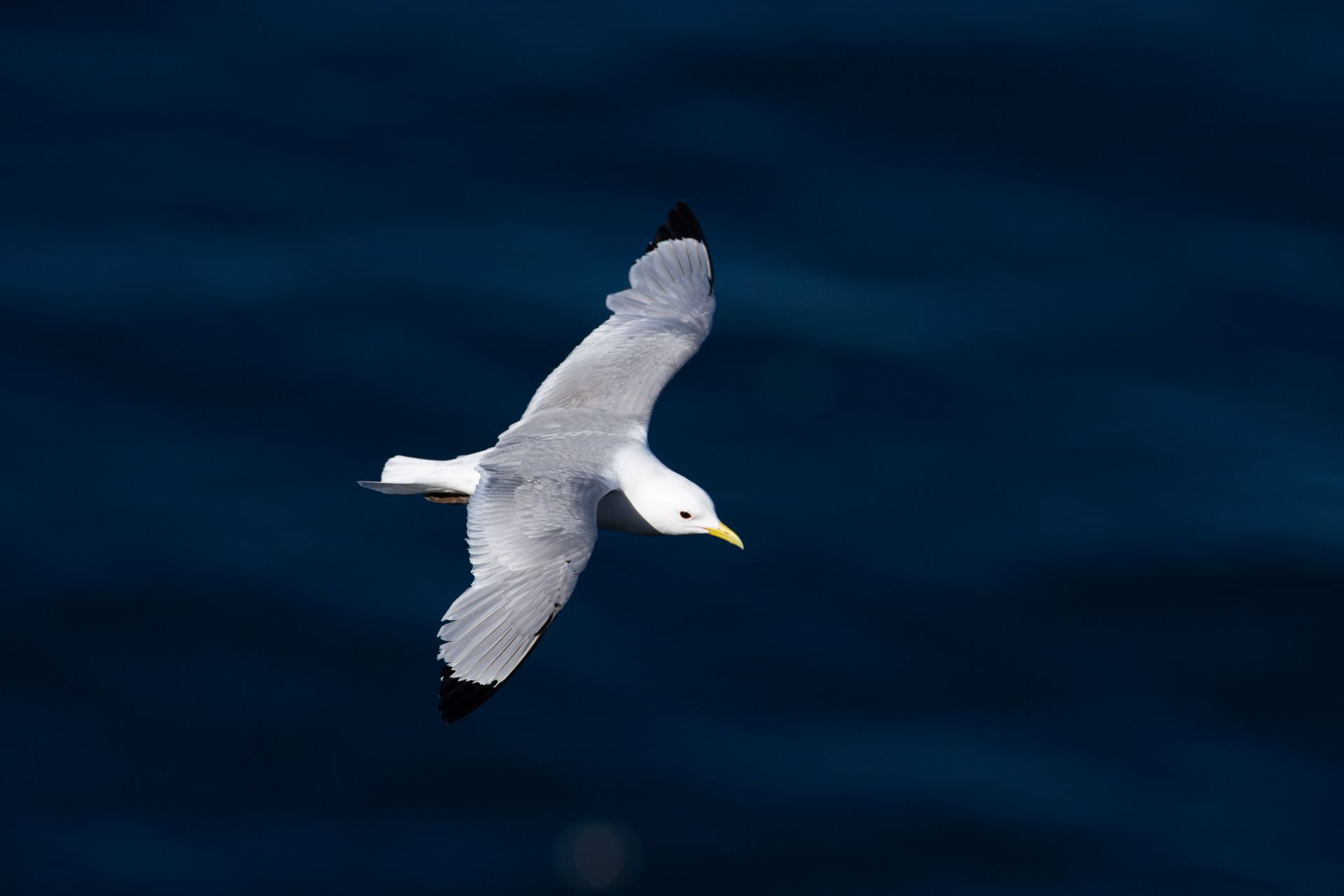 A couple of ducks are swimming in the water.