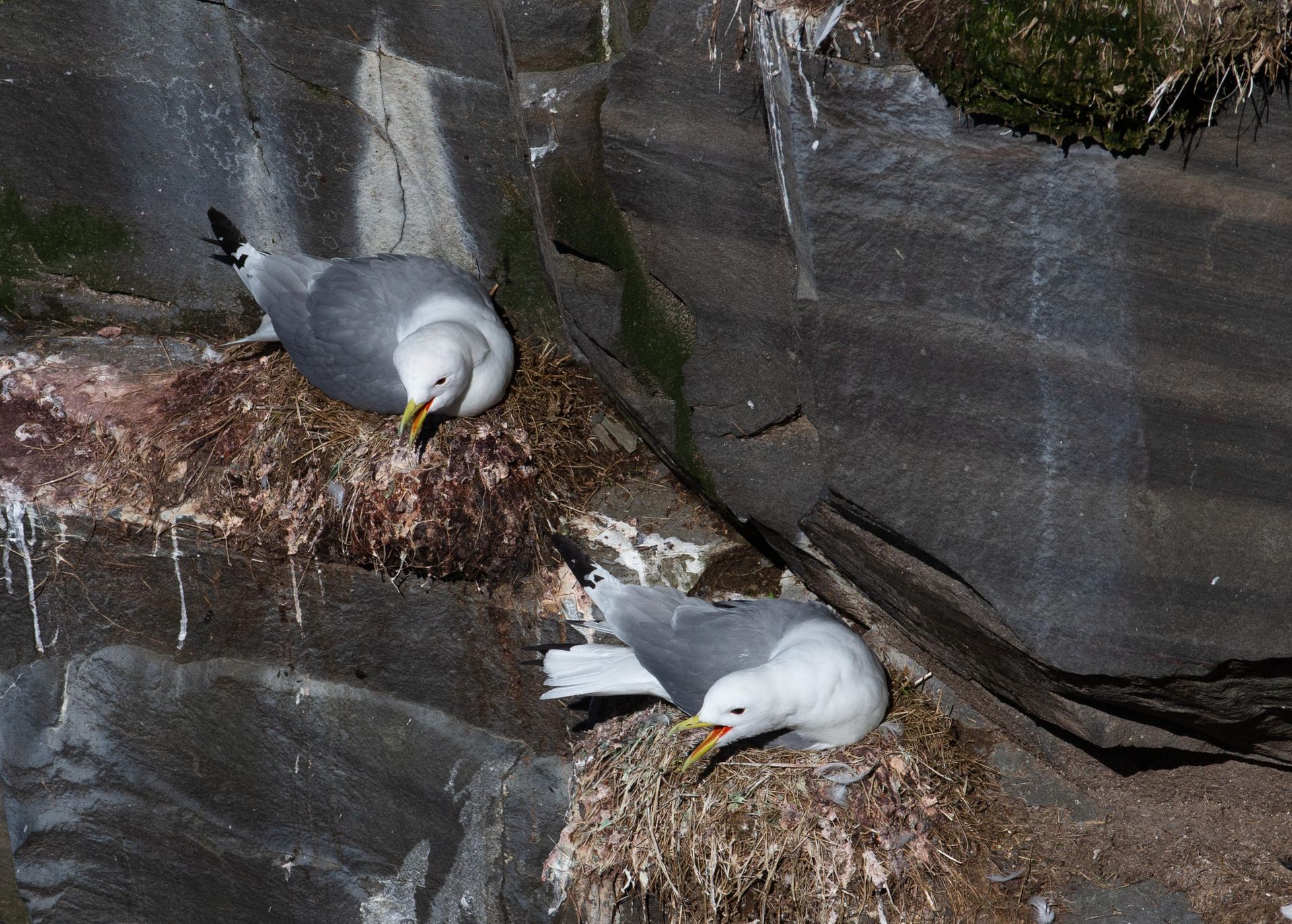 Two seagulls are sitting in a nest near a waterfall