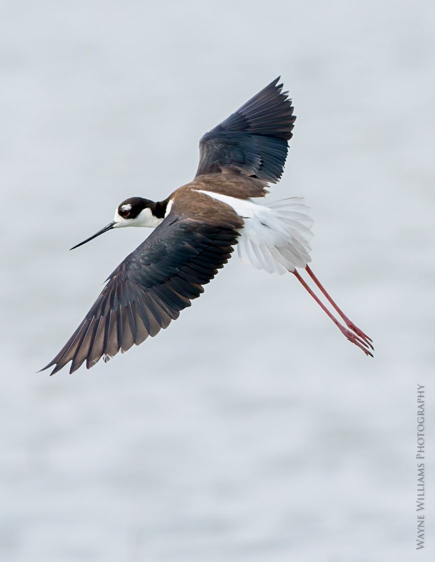 A black and white bird is flying over a body of water