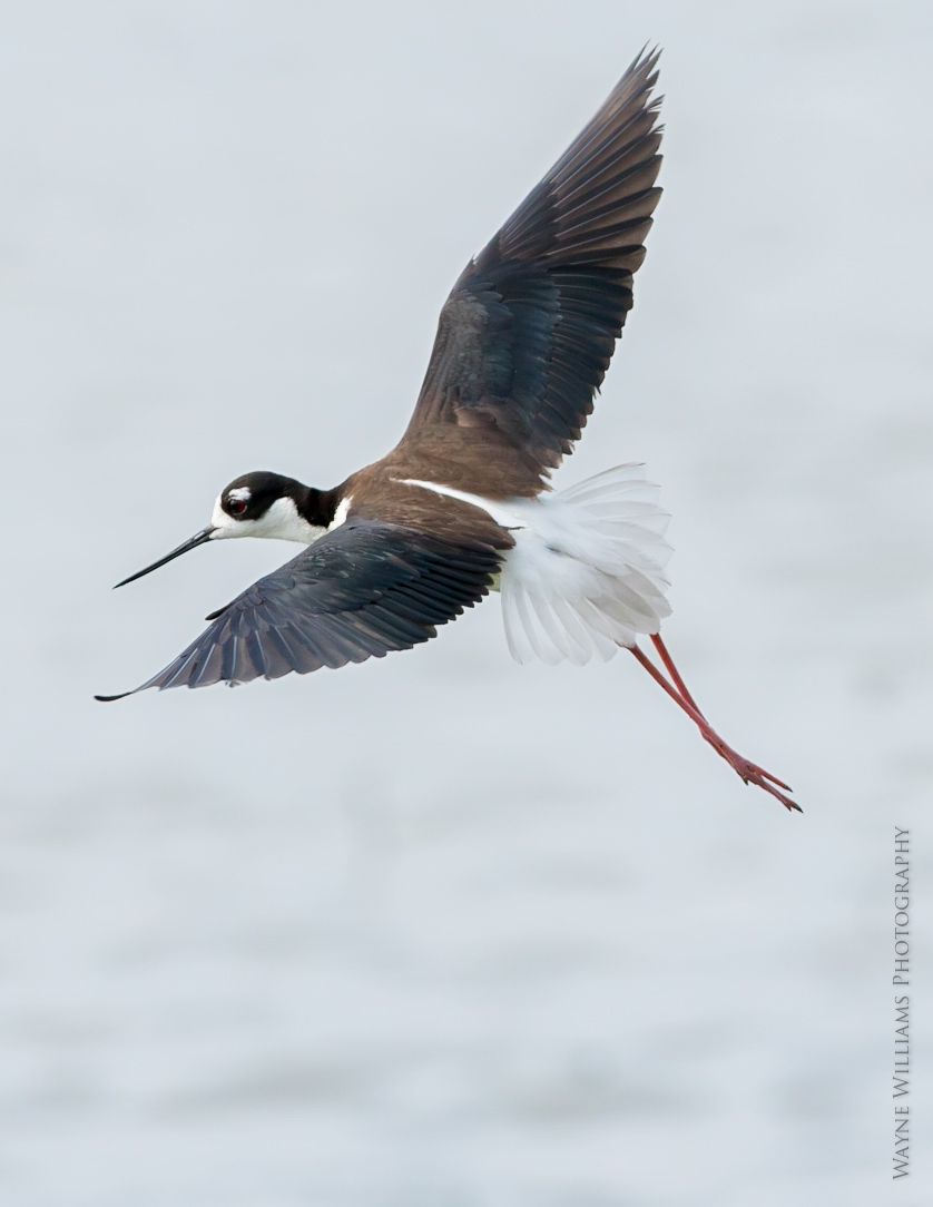 A black and white bird is flying over a body of water