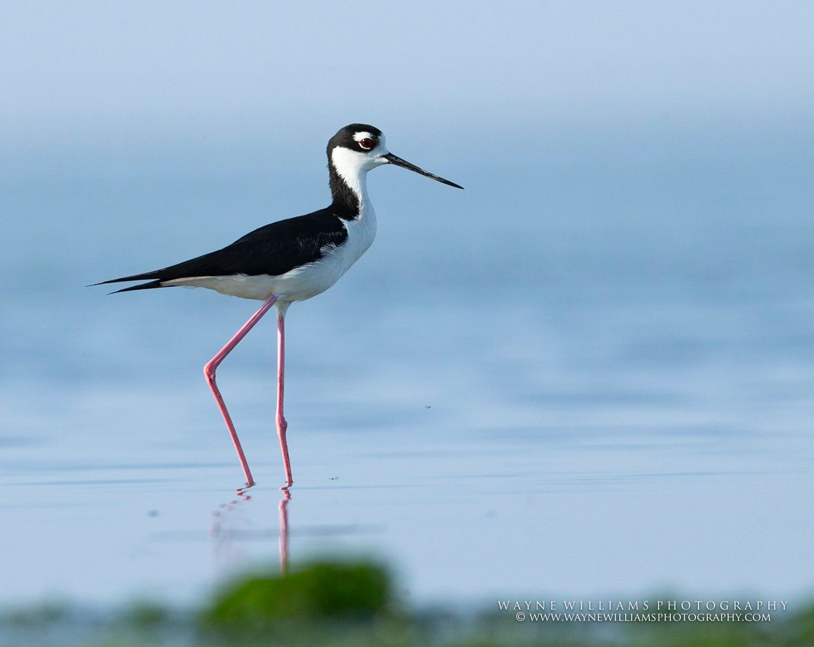 A black and white bird with long legs is standing in the water