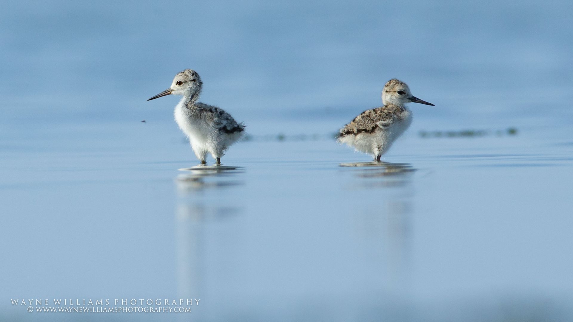 Two birds are standing in the water on a beach.