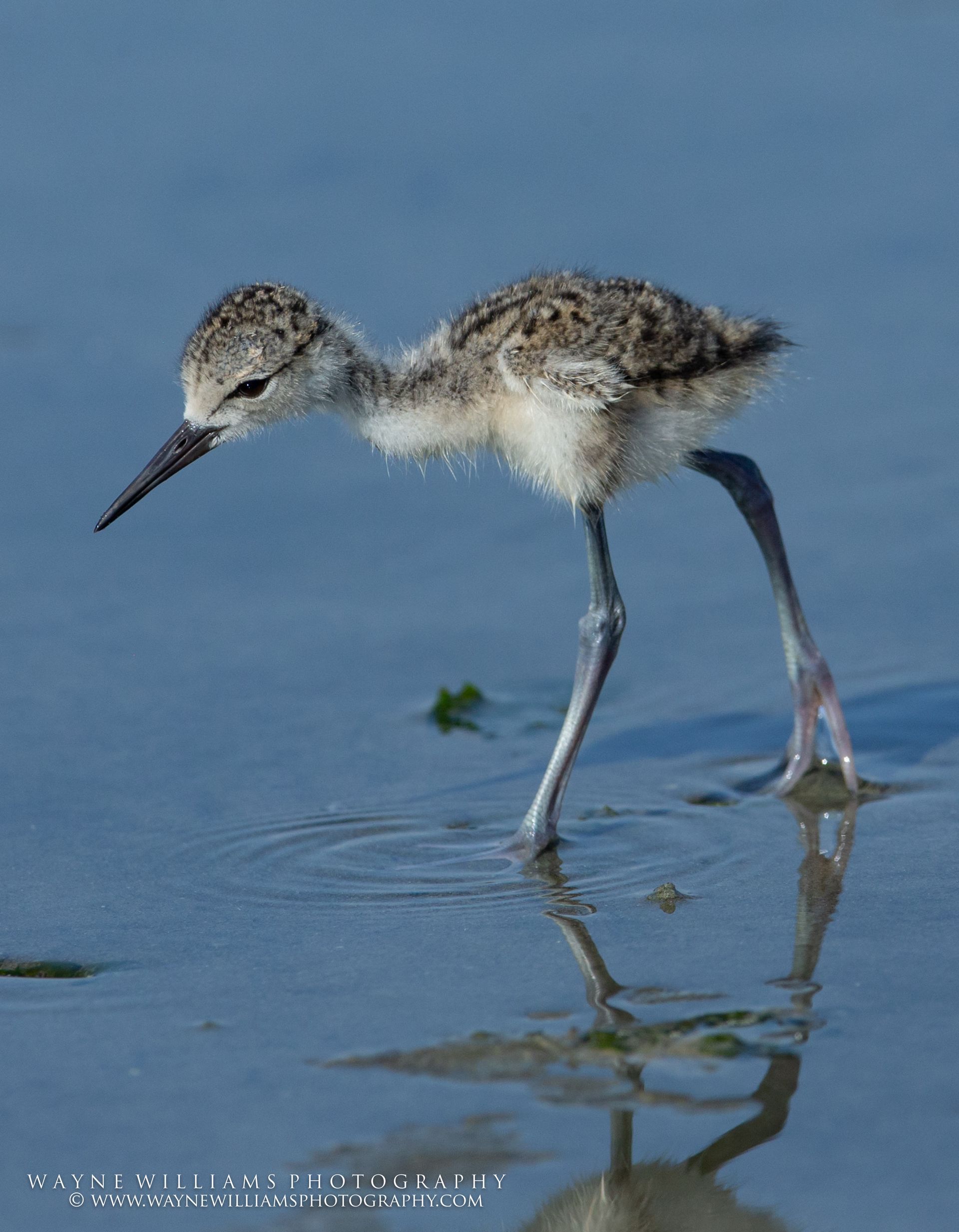 A bird with a long beak is standing in the water