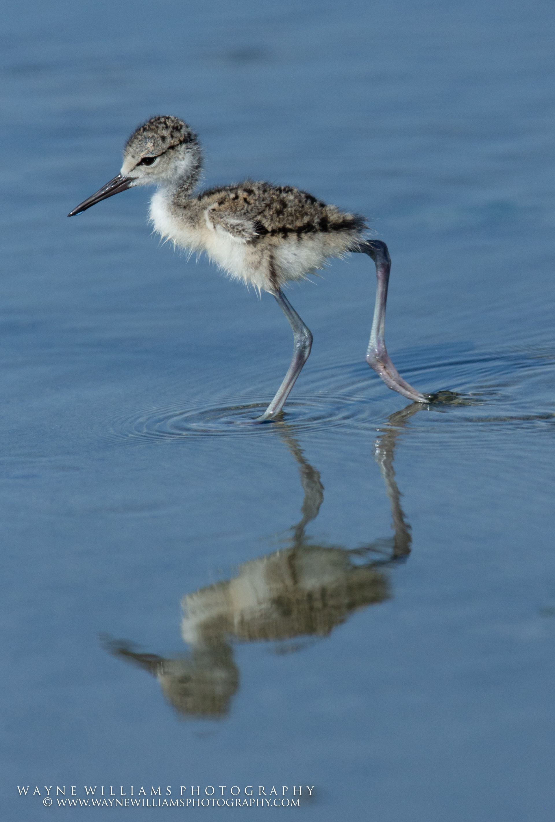 A small bird is standing in the water with its reflection in the water.