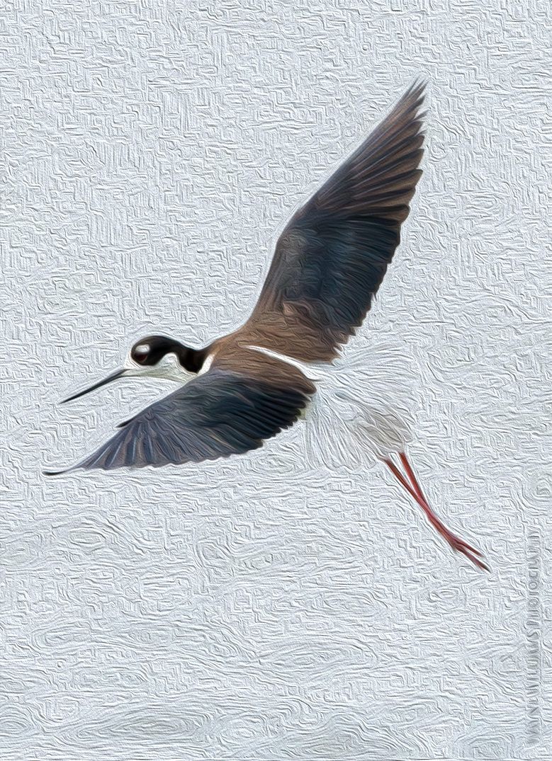 A bird with a long beak is flying in the air.