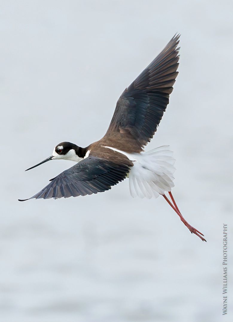 A black and white bird is flying over a body of water.