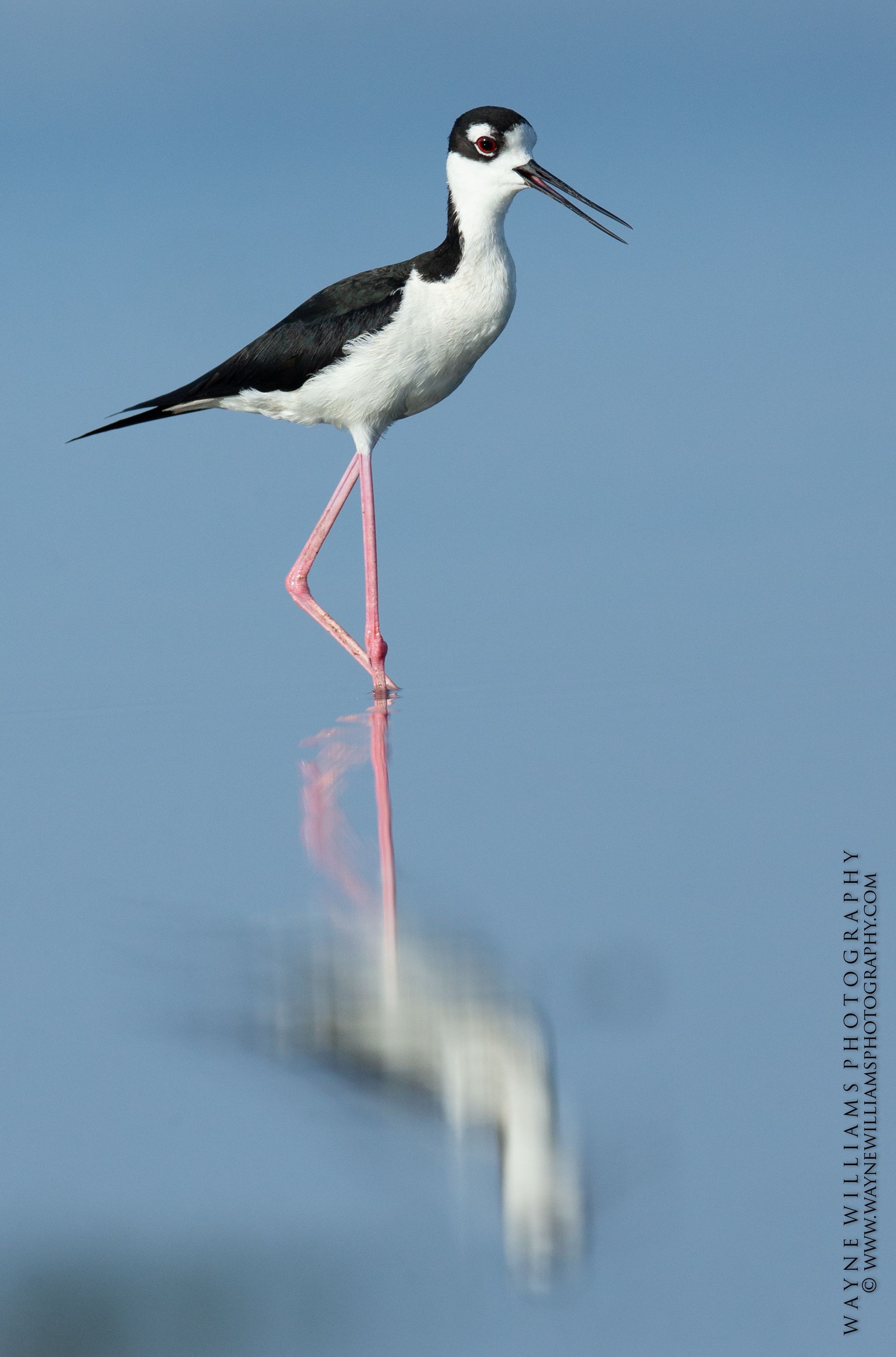 A black and white bird standing on one leg