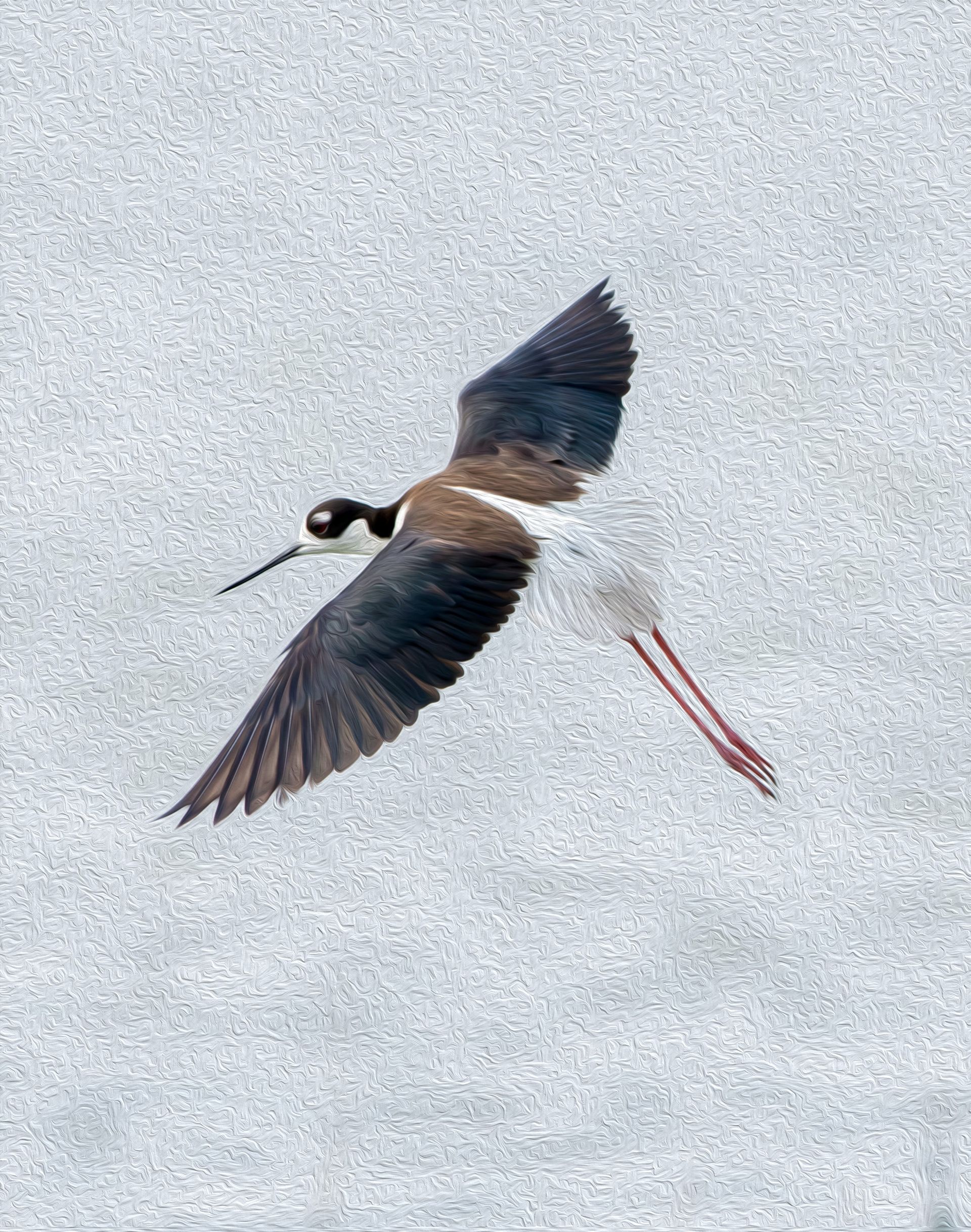 A black and white bird is flying in the air with its wings spread.