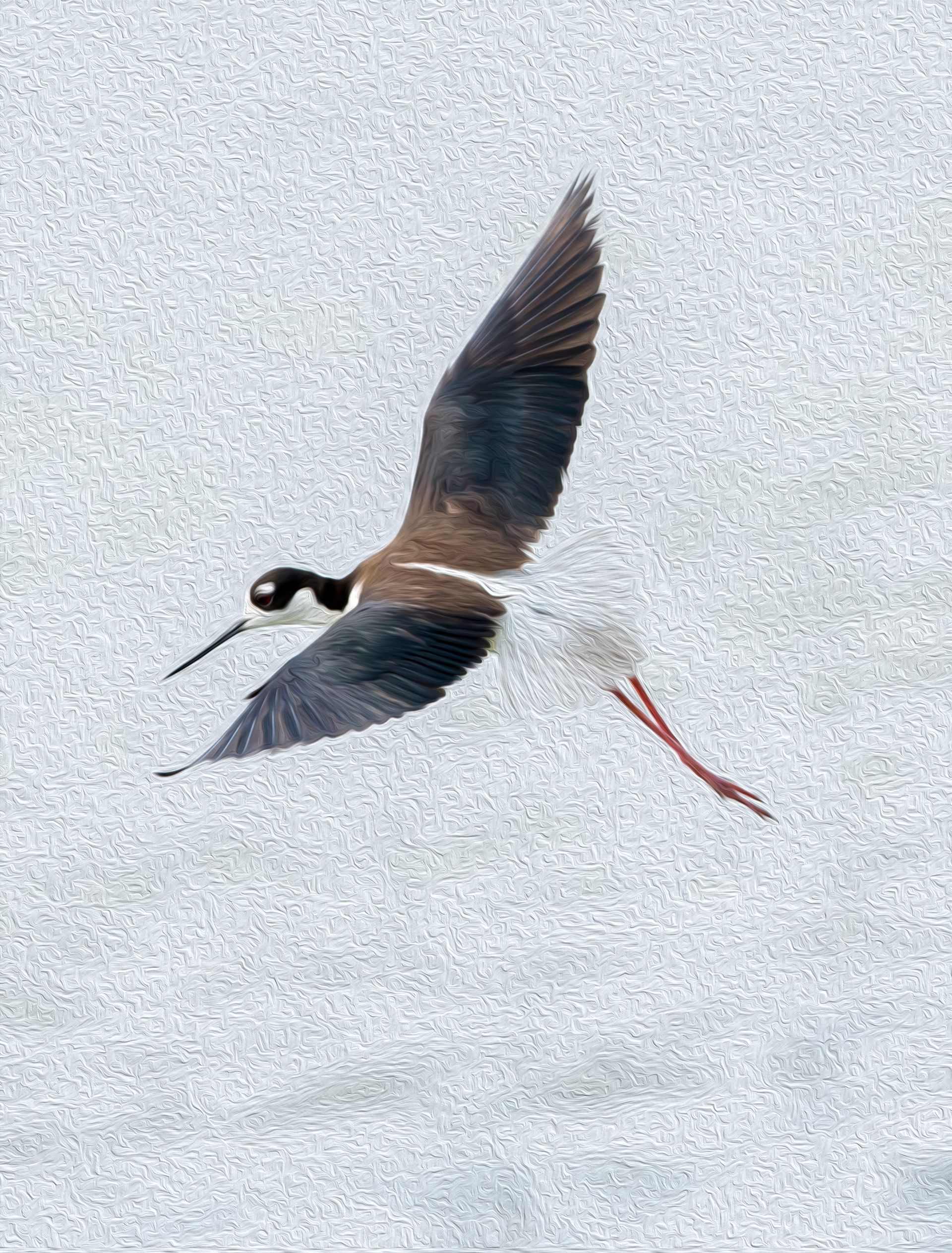 A bird is flying in the air with its wings spread.