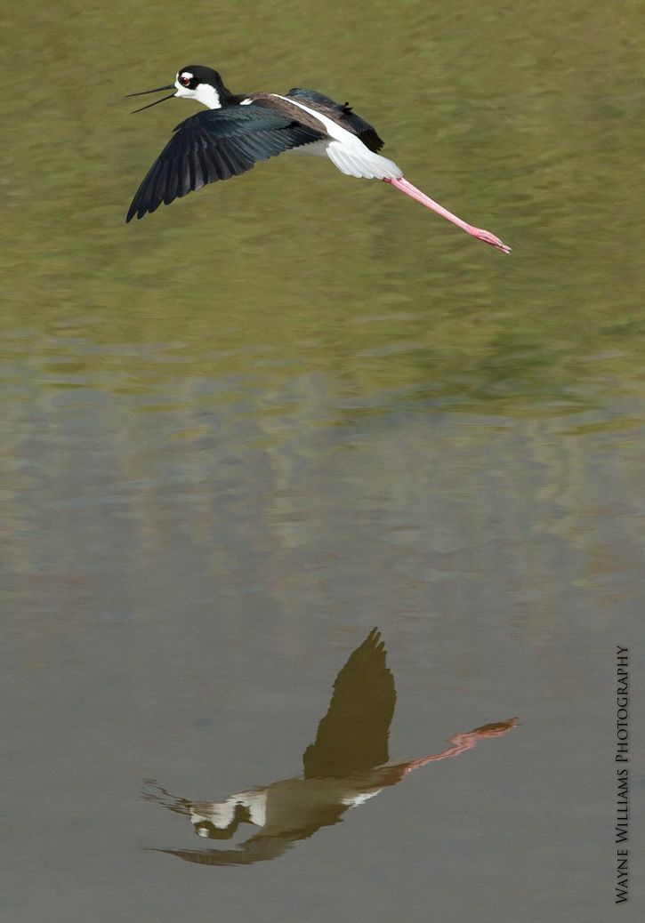 A black and white bird is flying over a body of water