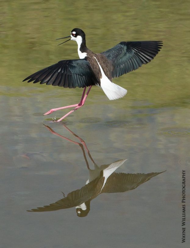 A black and white bird is standing in the water with its wings outstretched