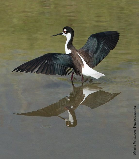 A black and white bird is standing in the water with its wings outstretched