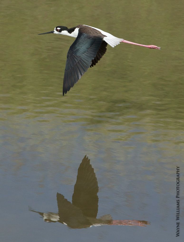 A black and white bird is flying over a body of water
