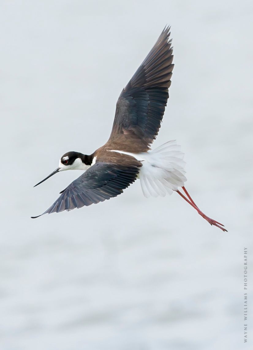 A black and white bird is flying in the air