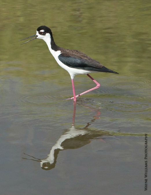 A black and white bird is standing in the water