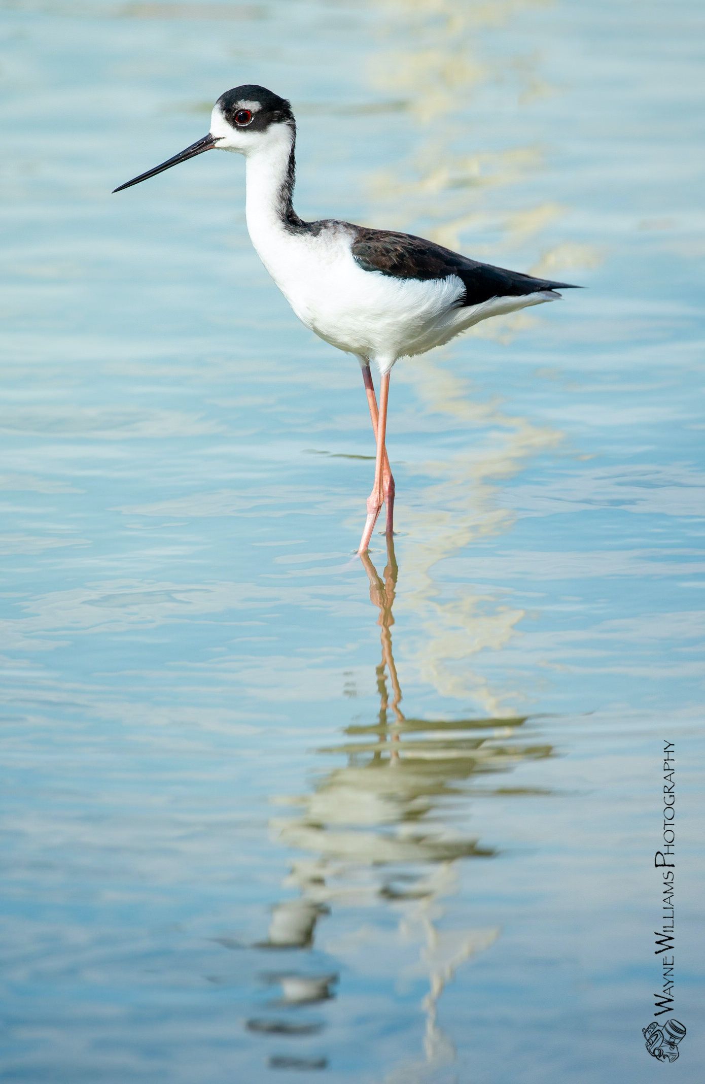A black and white bird standing on one leg in the water