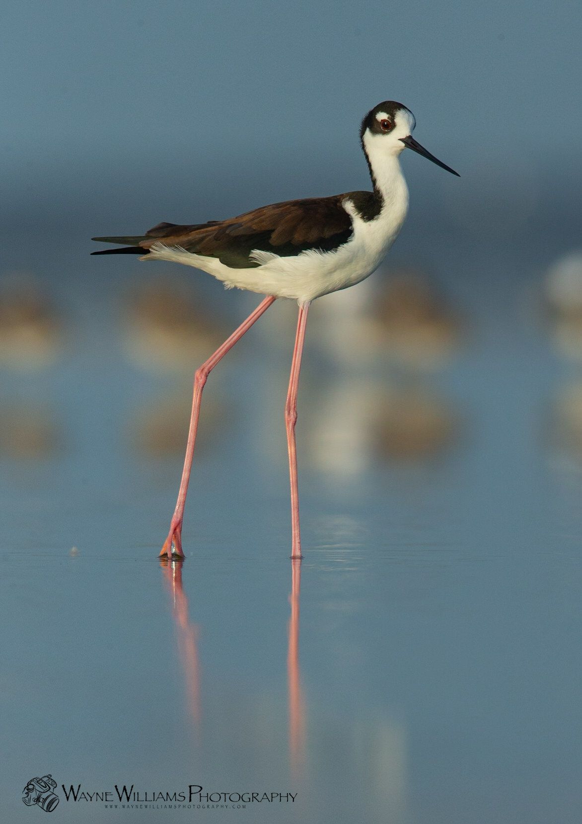 A black and white bird with long legs is standing in the water