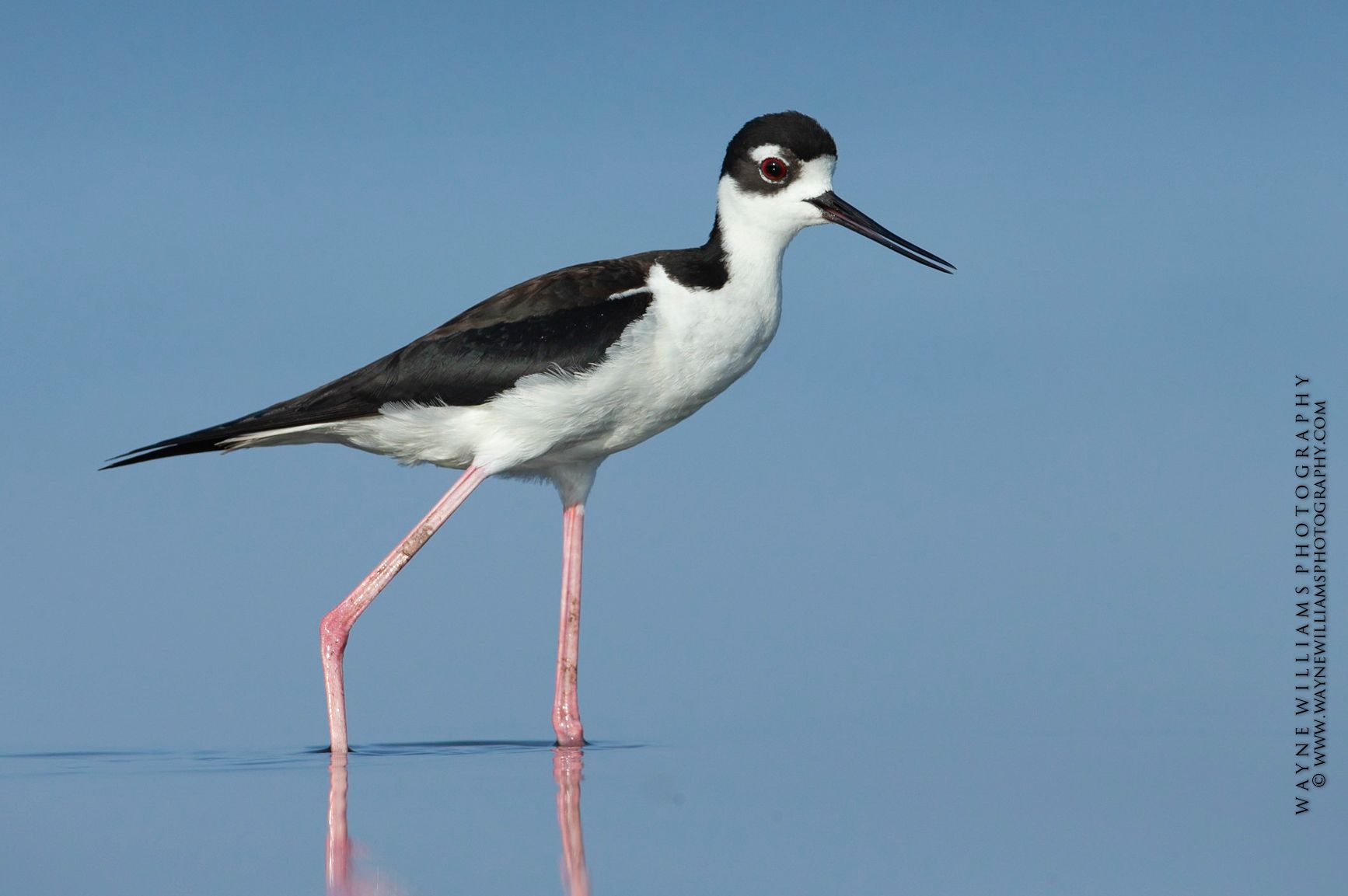 A black and white bird with a long beak is standing in the water