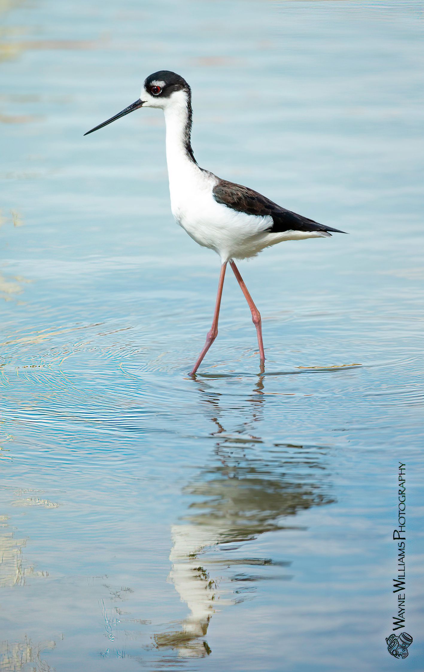 A black and white bird is standing in the water.