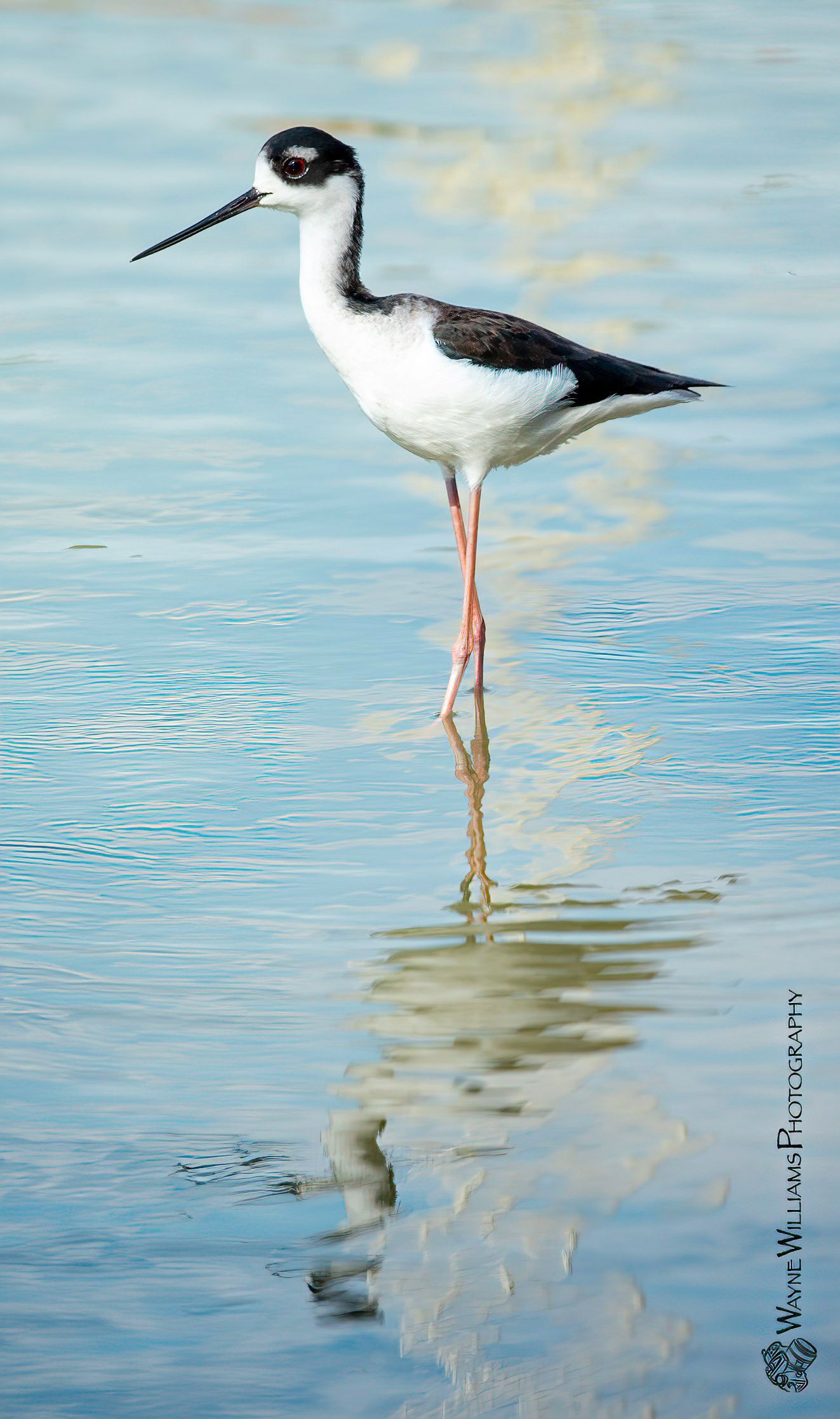 A black and white bird is standing on one leg in the water.