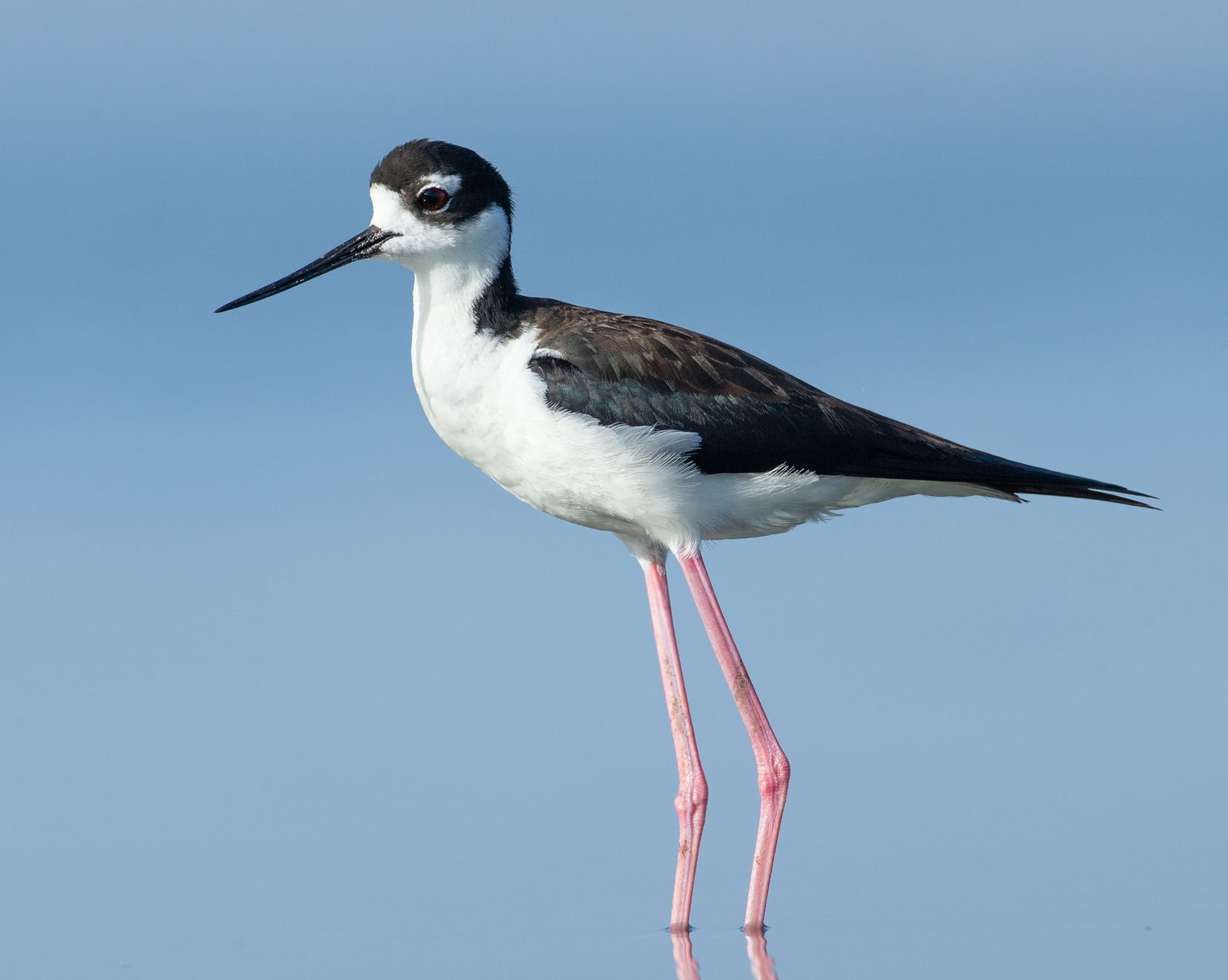 A black and white bird with long legs is standing on a pole