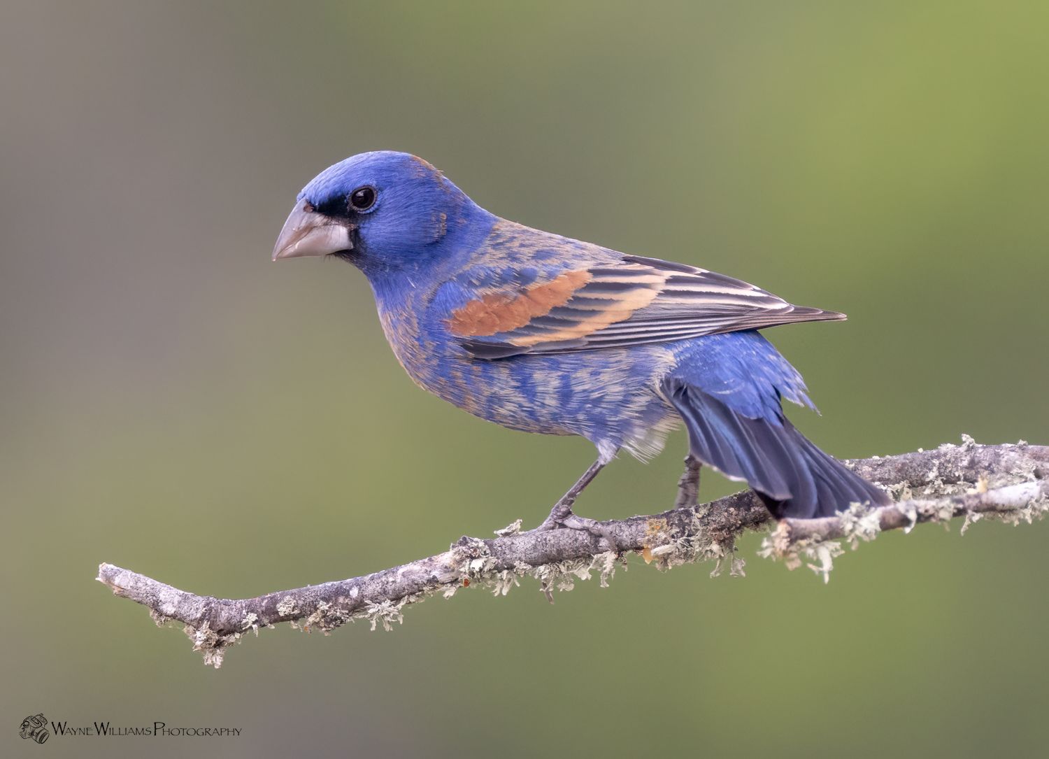 A blue and brown bird perched on a tree branch.
