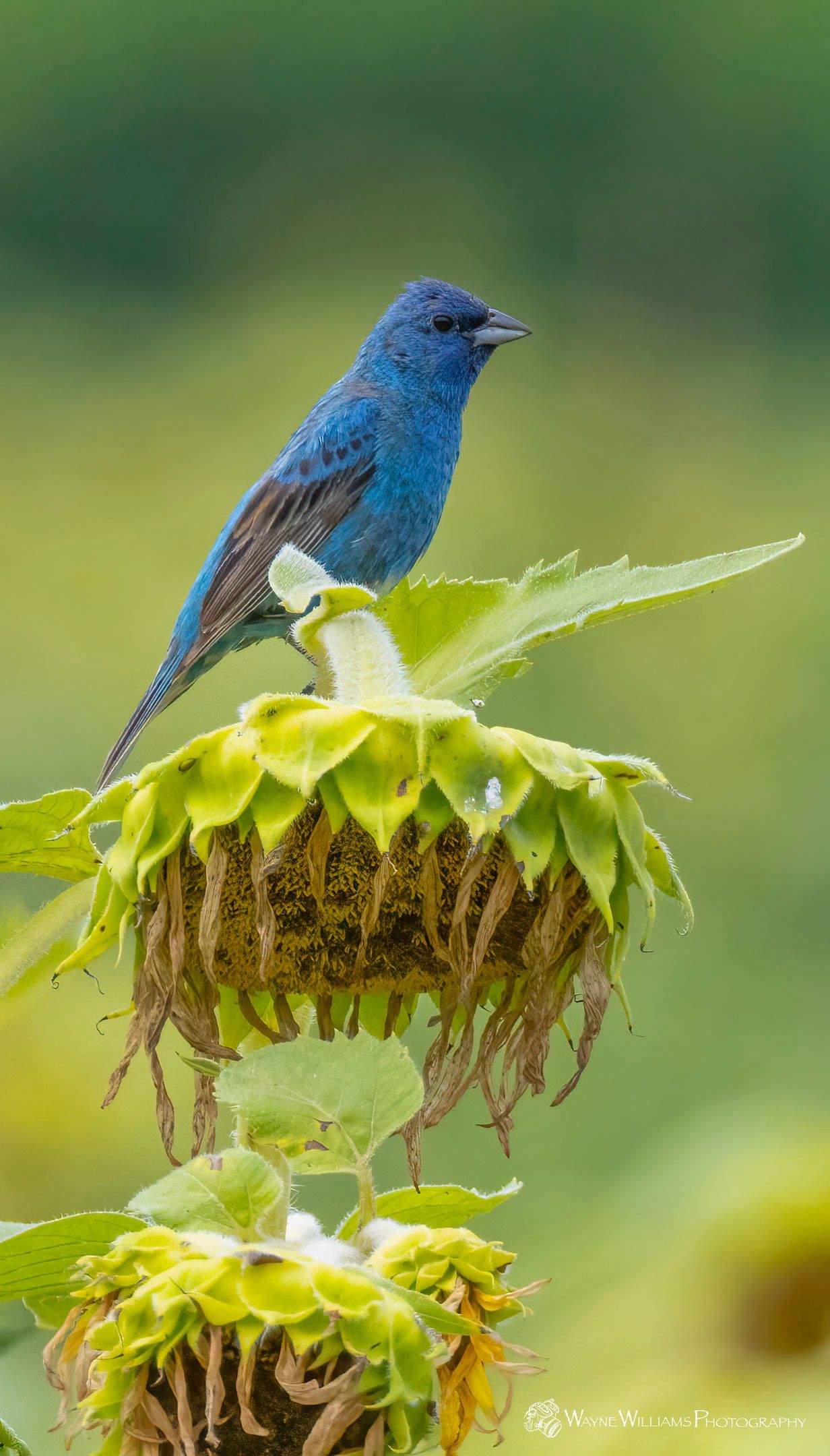 A blue bird is perched on top of a sunflower.