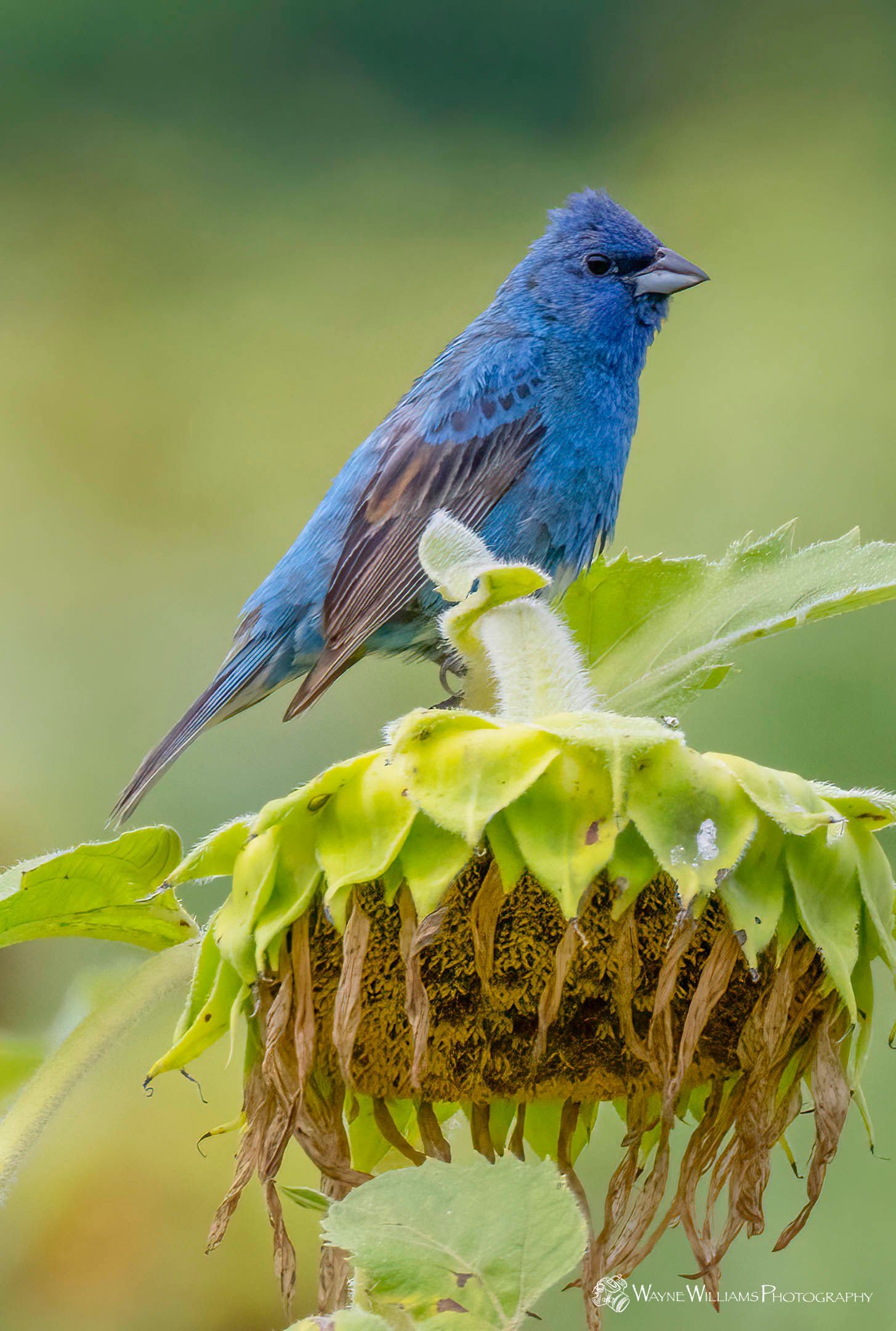 A blue bird perched on top of a sunflower.