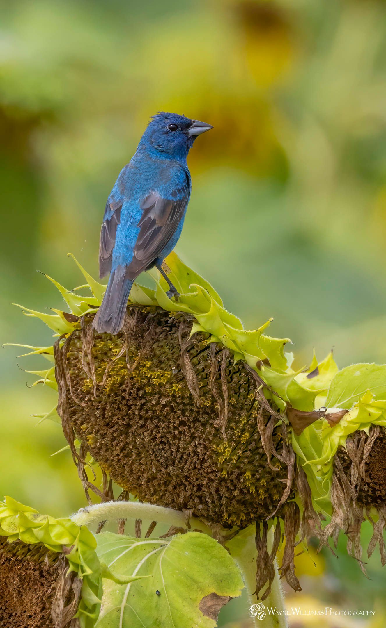A blue bird is perched on top of a sunflower.