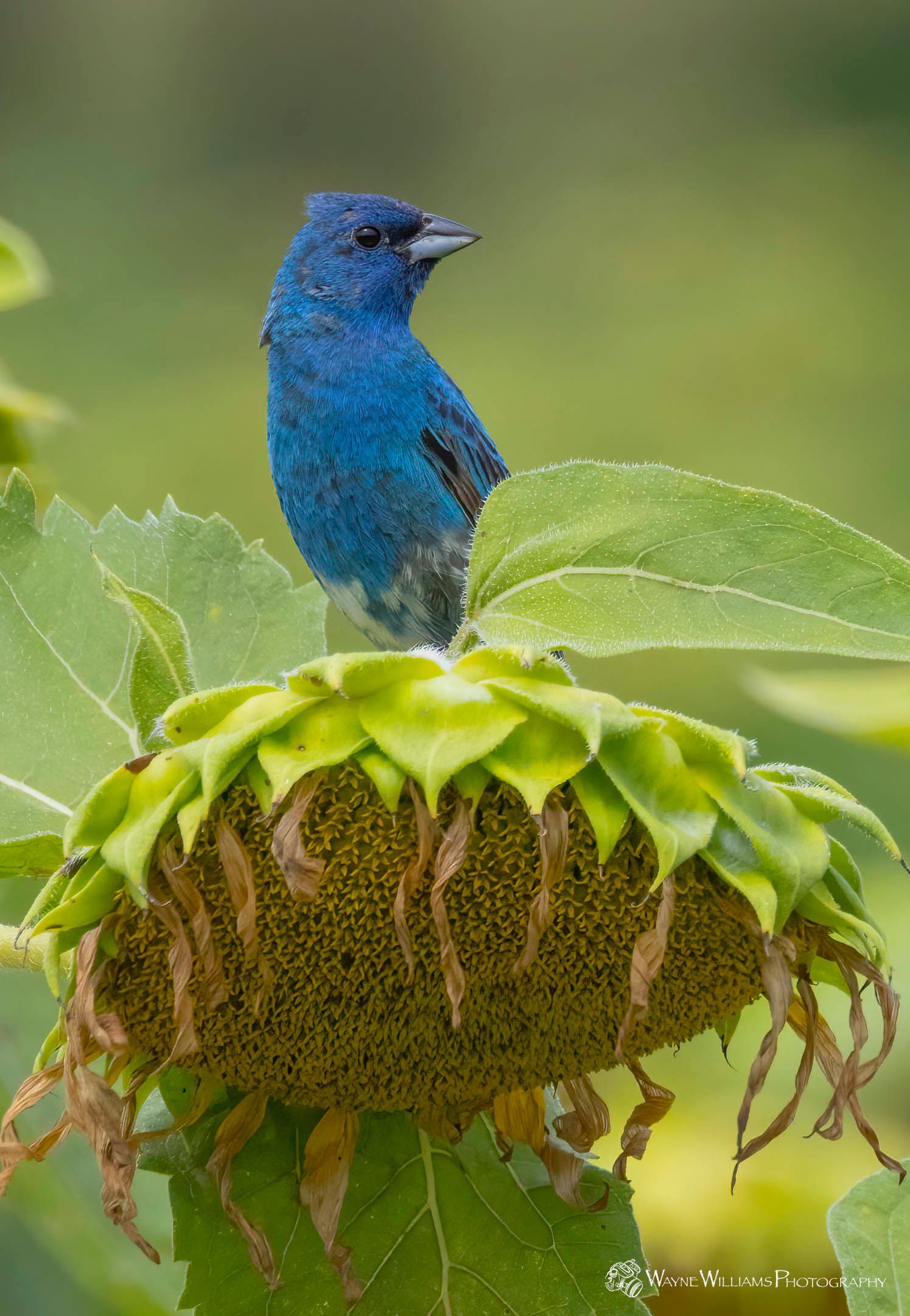 A blue bird is perched on top of a sunflower.