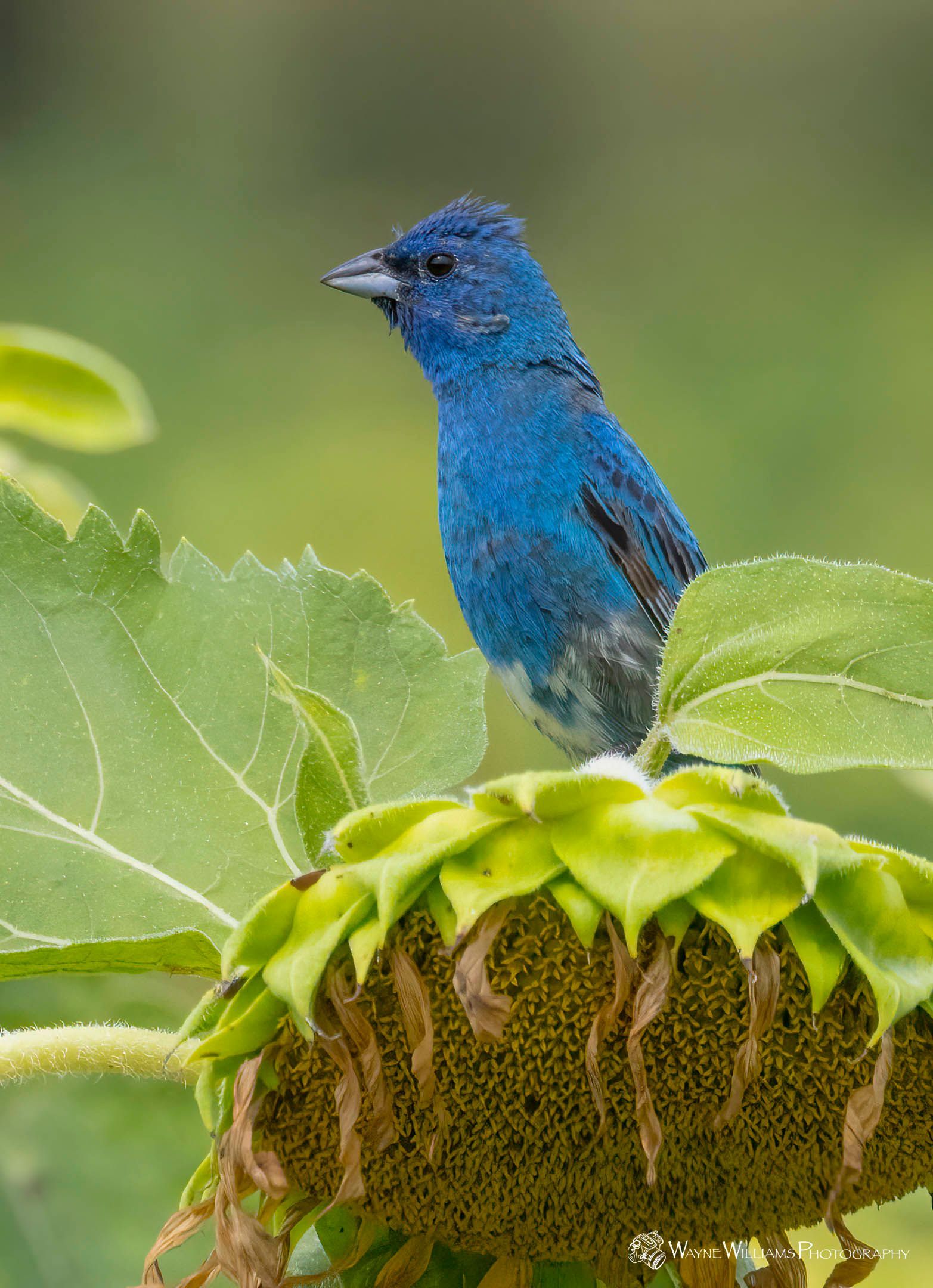 A blue bird is perched on top of a sunflower.