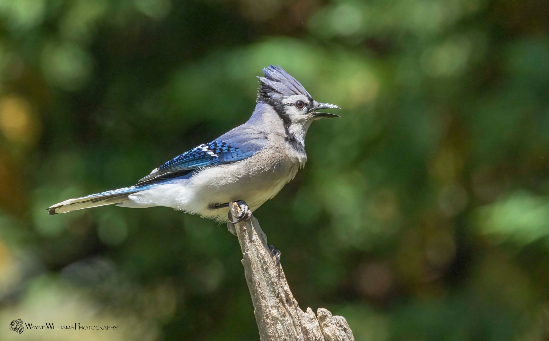 A blue jay perched on top of a tree branch.