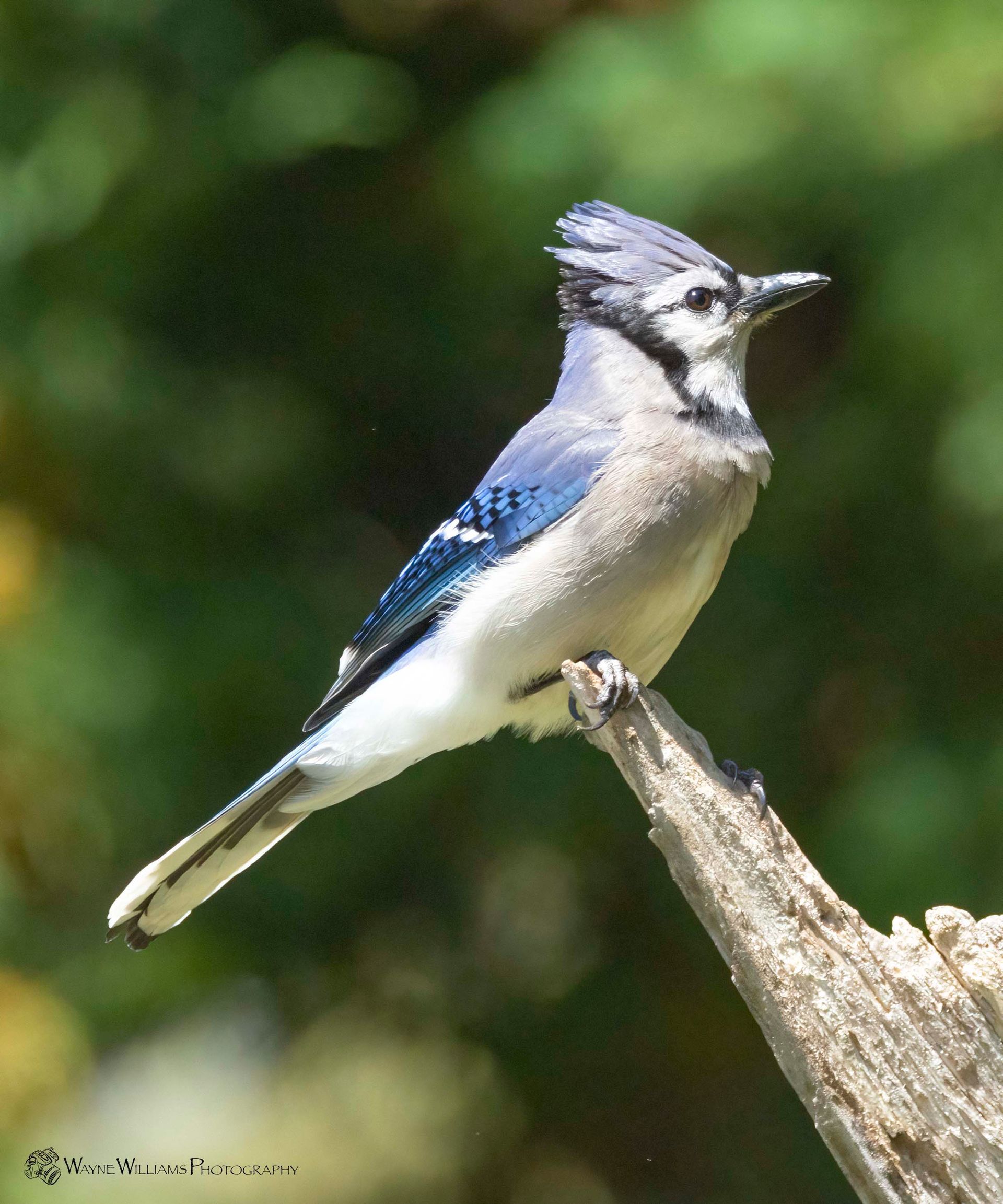 A blue and white bird perched on a tree branch
