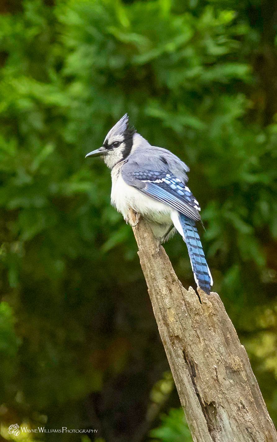 A blue jay perched on top of a tree branch.