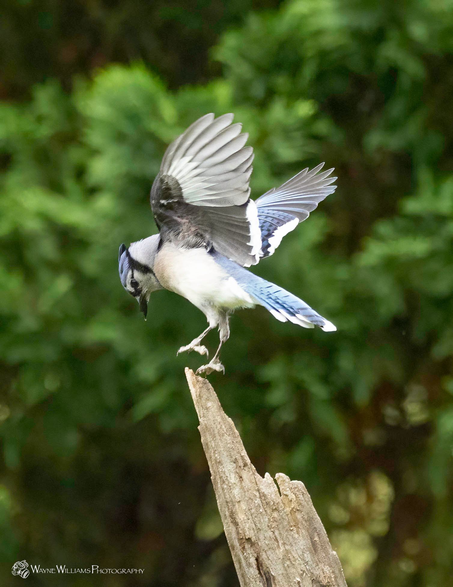 A blue jay is perched on a tree branch with its wings spread.