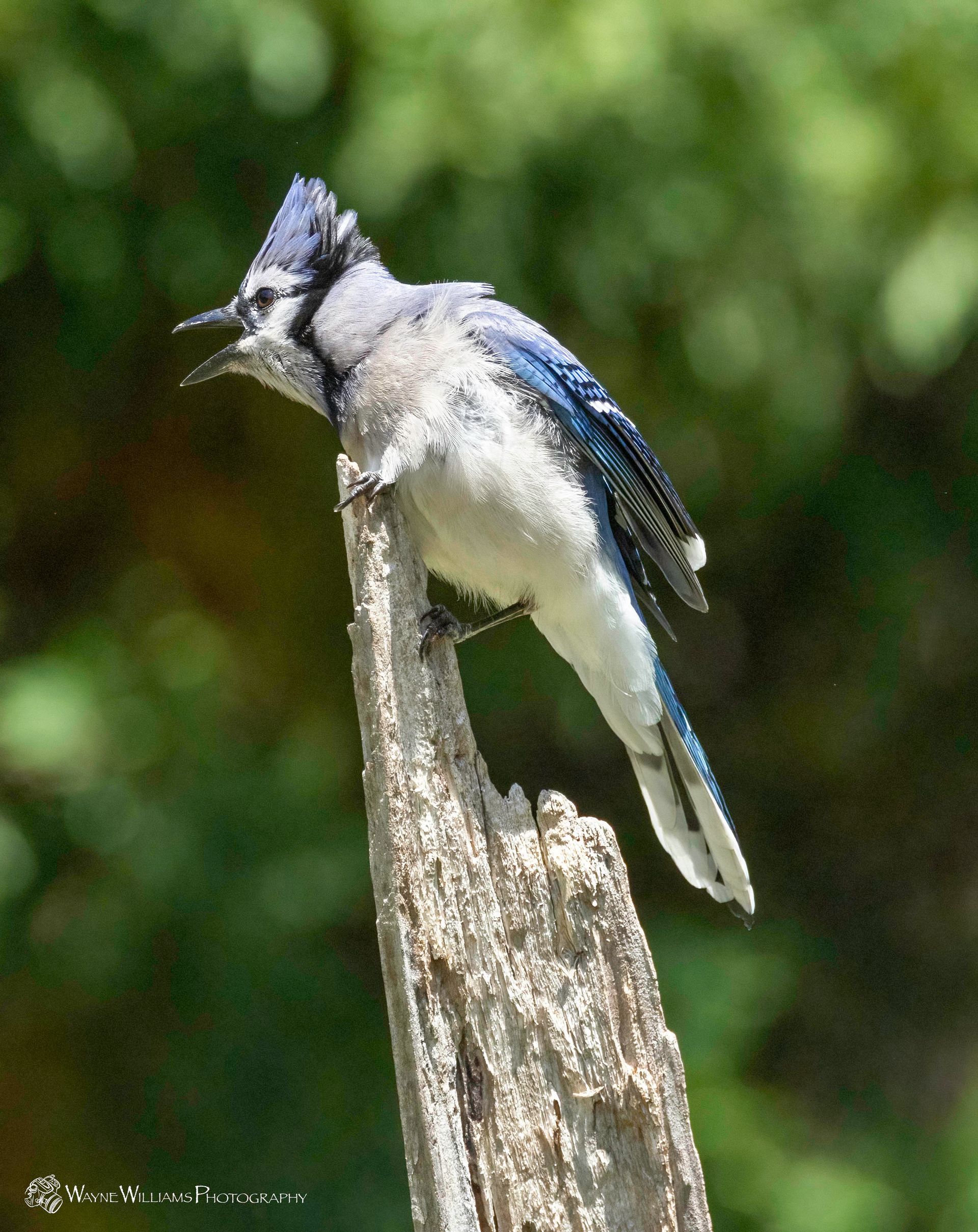 A blue jay perched on a tree branch with its beak open.