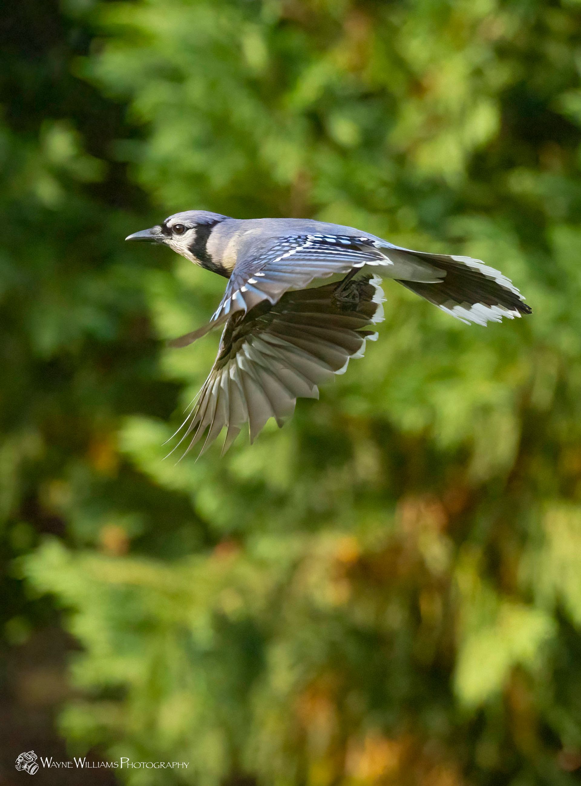 A blue jay is flying in the air with its wings spread.