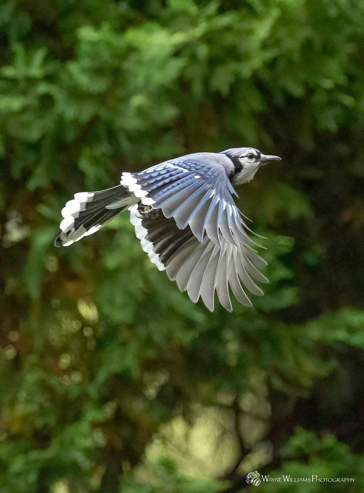 A blue jay is flying through the air with its wings spread.