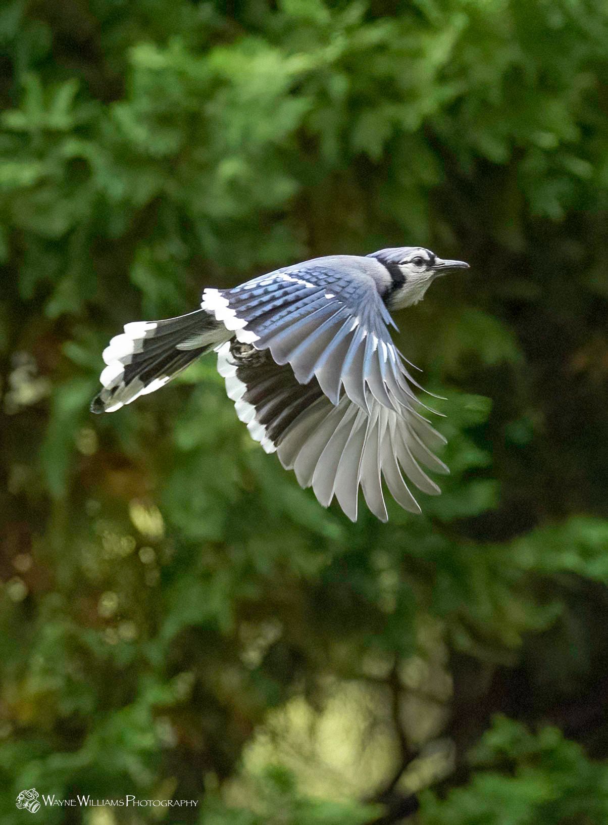 A blue jay is flying through the air with its wings spread.