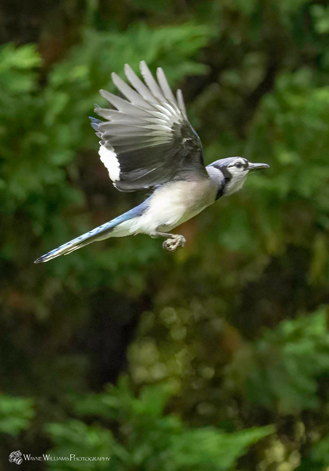A blue jay is flying through the air with its wings spread.