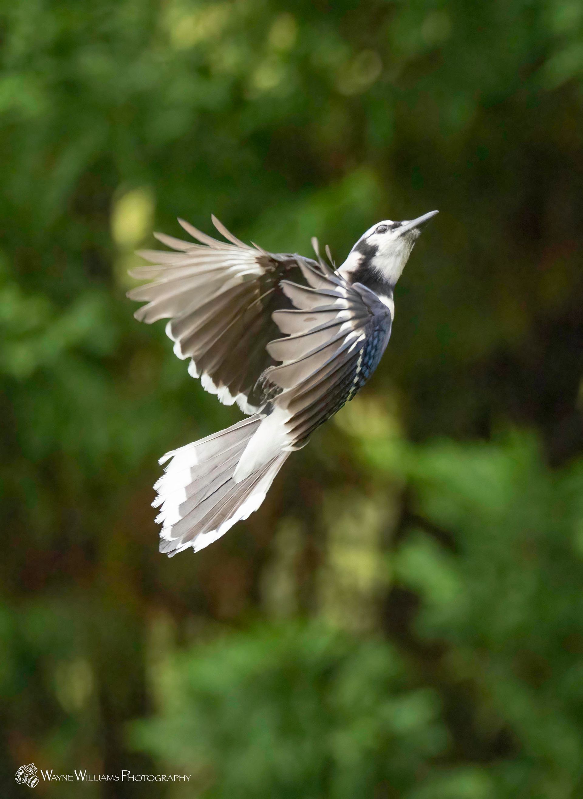 A black and white bird is flying in the air.
